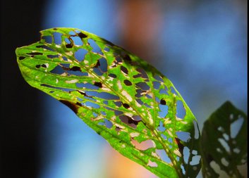 PRŮVODCE DOPROVÁZEJÍCÍHO 3: Jak hovořit s nemocným a o nemocném