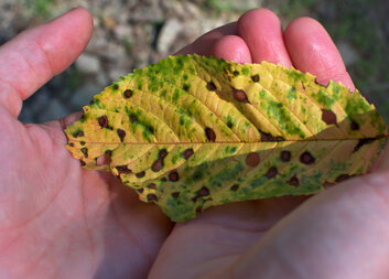 PRŮVODCE DOPROVÁZEJÍCÍHO 7: Poslední dny života